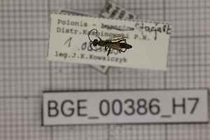  ( - BGE_00386_H07)  @11 [ ] CreativeCommons - Attribution Non-Commercial Share-Alike (2025) KZBiH, University of Lodz Department of Invertebrate Zoology and Hydrobiology, University of Lodz