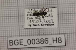  ( - BGE_00386_H08)  @11 [ ] CreativeCommons - Attribution Non-Commercial Share-Alike (2025) KZBiH, University of Lodz Department of Invertebrate Zoology and Hydrobiology, University of Lodz