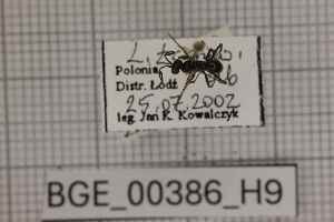  ( - BGE_00386_H09)  @11 [ ] CreativeCommons - Attribution Non-Commercial Share-Alike (2025) KZBiH, University of Lodz Department of Invertebrate Zoology and Hydrobiology, University of Lodz