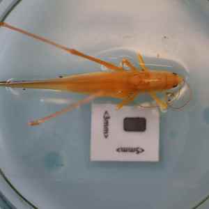  ( - BGE_00457_D09)  @11 [ ] CreativeCommons - Attribution Non-Commercial Share-Alike (2025) KZBiH, University of Lodz Department of Invertebrate Zoology and Hydrobiology, University of Lodz