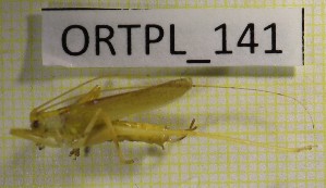  ( - BGE_00453_D06)  @11 [ ] CreativeCommons - Attribution Non-Commercial Share-Alike (2025) KZBiH, University of Lodz Department of Invertebrate Zoology and Hydrobiology, University of Lodz