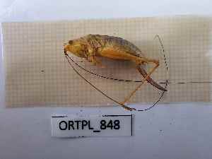  (Conocephalus dorsalis - BGE_00455_A05)  @11 [ ] CreativeCommons - Attribution Non-Commercial Share-Alike (2025) KZBiH, University of Lodz Department of Invertebrate Zoology and Hydrobiology, University of Lodz