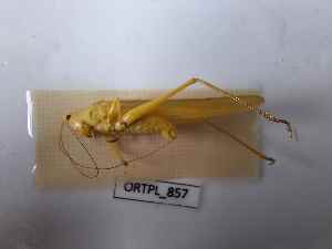  ( - BGE_00454_F02)  @11 [ ] CreativeCommons - Attribution Non-Commercial Share-Alike (2025) KZBiH, University of Lodz Department of Invertebrate Zoology and Hydrobiology, University of Lodz