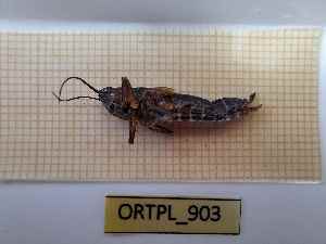  ( - BGE_00455_B01)  @11 [ ] CreativeCommons - Attribution Non-Commercial Share-Alike (2025) KZBiH, University of Lodz Department of Invertebrate Zoology and Hydrobiology, University of Lodz