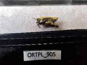  ( - BGE_00455_B05)  @11 [ ] CreativeCommons - Attribution Non-Commercial Share-Alike (2025) KZBiH, University of Lodz Department of Invertebrate Zoology and Hydrobiology, University of Lodz