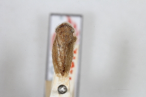  ( - BGE_00416_D11)  @11 [ ] CreativeCommons - Attribution Non-Commercial Share-Alike (2024) Unspecified Zoologisches Forschungsmuseum Alexander Koenig