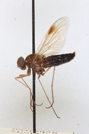  (Chrysopilus erythrophthalmus - BGE_00415_H04)  @11 [ ] CreativeCommons - Attribution Non-Commercial Share-Alike (2024) Unspecified Zoologisches Forschungsmuseum Alexander Koenig