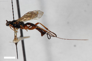  (Glypta nigricornis - BGE_00406_A12)  @11 [ ] CreativeCommons - Attribution Non-Commercial Share-Alike (2023) Unspecified Zoologisches Forschungsmuseum Alexander Koenig