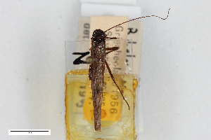  (Brachyptera helenica - BGE_00401_A09)  @11 [ ] CreativeCommons - Attribution Non-Commercial Share-Alike (2023) Unspecified Zoologisches Forschungsmuseum Alexander Koenig