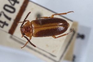 (Anaspis suturalis - BGE_00417_A02)  @11 [ ] CreativeCommons - Attribution Non-Commercial Share-Alike (2024) Unspecified Zoologisches Forschungsmuseum Alexander Koenig