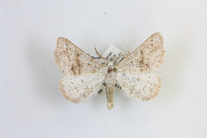  (Dyscia sicanaria - BGE_00401_B07)  @11 [ ] CreativeCommons - Attribution Non-Commercial Share-Alike (2024) Unspecified Zoologisches Forschungsmuseum Alexander Koenig