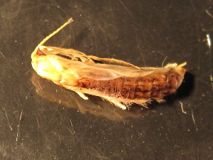  ( - CCDB-09353-A08)  @12 [ ] Copyright  Y. Vidinova 2011 Unspecified