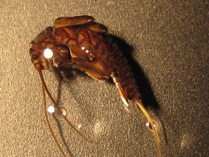  ( - CCDB-09364-G03)  @12 [ ] Copyright  Y. Vidinova 2011 Unspecified