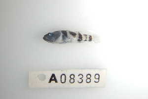 (Brachygobius sp - GOBY01-24)  @11 [ ] CreativeCommons - Attribution Share-Alike (2024) Unspecified Museum and Art Gallery of the Northern Territory