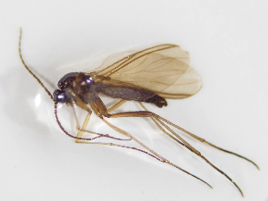 ( - BGE_ZSM_DIP_0026)  @11 [ ] by-nc-sa (2024) SNSB, Staatliche Naturwissenschaftliche Sammlungen Bayerns ZSM (SNSB, Zoologische Staatssammlung Muenchen)