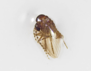 (Philosepedon - BGE_ZSM_DIP_0035)  @11 [ ] by-nc-sa (2024) SNSB, Staatliche Naturwissenschaftliche Sammlungen Bayerns ZSM (SNSB, Zoologische Staatssammlung Muenchen)