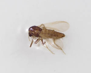  ( - BGE_ZSM_DIP_0064)  @11 [ ] by-nc-sa (2024) SNSB, Staatliche Naturwissenschaftliche Sammlungen Bayerns ZSM (SNSB, Zoologische Staatssammlung Muenchen)
