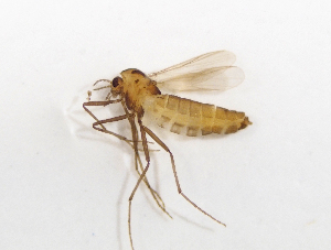  ( - BGE_ZSM_DIP_0067)  @11 [ ] by-nc-sa (2024) SNSB, Staatliche Naturwissenschaftliche Sammlungen Bayerns ZSM (SNSB, Zoologische Staatssammlung Muenchen)