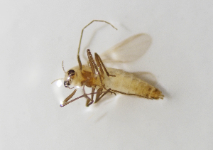  ( - BGE_ZSM_DIP_0068)  @11 [ ] by-nc-sa (2024) SNSB, Staatliche Naturwissenschaftliche Sammlungen Bayerns ZSM (SNSB, Zoologische Staatssammlung Muenchen)