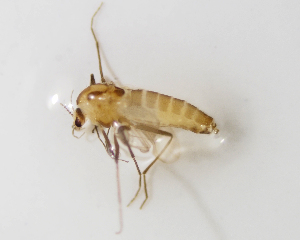  (Bryophaenocladius sp. 10ES - BGE_ZSM_DIP_0078)  @11 [ ] by-nc-sa (2024) SNSB, Staatliche Naturwissenschaftliche Sammlungen Bayerns ZSM (SNSB, Zoologische Staatssammlung Muenchen)