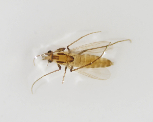  ( - BGE_ZSM_DIP_0093)  @11 [ ] by-nc-sa (2024) SNSB, Staatliche Naturwissenschaftliche Sammlungen Bayerns ZSM (SNSB, Zoologische Staatssammlung Muenchen)