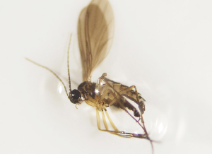  ( - BGE_ZSM_DIP_0136)  @11 [ ] by-nc-sa (2025) SNSB, Staatliche Naturwissenschaftliche Sammlungen Bayerns ZSM (SNSB, Zoologische Staatssammlung Muenchen)