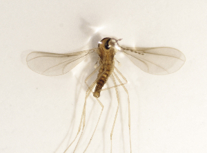  ( - BGE_ZSM_DIP_0153)  @11 [ ] by-nc-sa (2025) SNSB, Staatliche Naturwissenschaftliche Sammlungen Bayerns ZSM (SNSB, Zoologische Staatssammlung Muenchen)