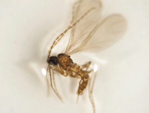  ( - BGE_ZSM_DIP_0166)  @11 [ ] by-nc-sa (2025) SNSB, Staatliche Naturwissenschaftliche Sammlungen Bayerns ZSM (SNSB, Zoologische Staatssammlung Muenchen)