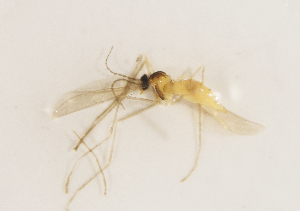  ( - BGE_ZSM_DIP_0249)  @11 [ ] by-nc-sa (2025) SNSB, Staatliche Naturwissenschaftliche Sammlungen Bayerns ZSM (SNSB, Zoologische Staatssammlung Muenchen)