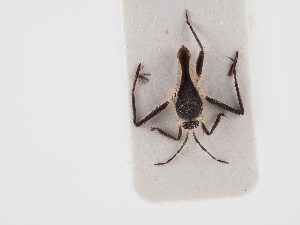  ( - BGE_ZSM_HET_0001)  @11 [ ] by-nc-sa (2024) SNSB, Staatliche Naturwissenschaftliche Sammlungen Bayerns ZSM (SNSB, Zoologische Staatssammlung Muenchen)