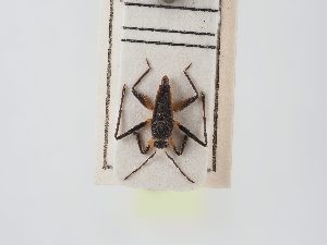  ( - BGE_ZSM_HET_0003)  @11 [ ] by-nc-sa (2024) SNSB, Staatliche Naturwissenschaftliche Sammlungen Bayerns ZSM (SNSB, Zoologische Staatssammlung Muenchen)