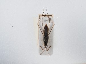  ( - BGE_ZSM_HET_0036)  @11 [ ] by-nc-sa (2024) SNSB, Staatliche Naturwissenschaftliche Sammlungen Bayerns ZSM (SNSB, Zoologische Staatssammlung Muenchen)