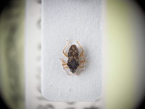  ( - BGE_ZSM_HET_0039)  @11 [ ] by-nc-sa (2024) SNSB, Staatliche Naturwissenschaftliche Sammlungen Bayerns ZSM (SNSB, Zoologische Staatssammlung Muenchen)