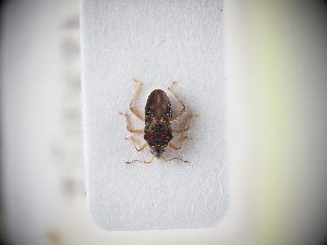  ( - BGE_ZSM_HET_0040)  @11 [ ] by-nc-sa (2024) SNSB, Staatliche Naturwissenschaftliche Sammlungen Bayerns ZSM (SNSB, Zoologische Staatssammlung Muenchen)