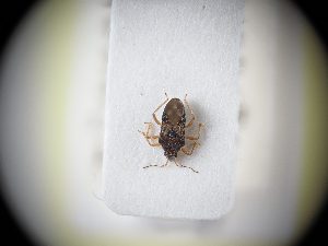 ( - BGE_ZSM_HET_0041)  @11 [ ] by-nc-sa (2024) SNSB, Staatliche Naturwissenschaftliche Sammlungen Bayerns ZSM (SNSB, Zoologische Staatssammlung Muenchen)