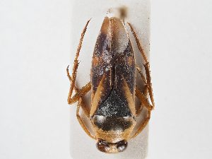  ( - BGE_ZSM_HET_0048)  @11 [ ] by-nc-sa (2024) SNSB, Staatliche Naturwissenschaftliche Sammlungen Bayerns ZSM (SNSB, Zoologische Staatssammlung Muenchen)