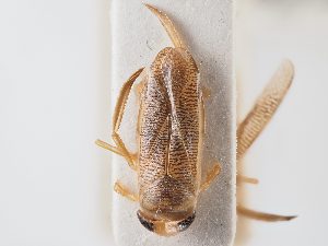  ( - BGE_ZSM_HET_0053)  @11 [ ] by-nc-sa (2024) SNSB, Staatliche Naturwissenschaftliche Sammlungen Bayerns ZSM (SNSB, Zoologische Staatssammlung Muenchen)