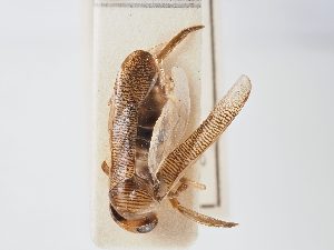  ( - BGE_ZSM_HET_0054)  @11 [ ] by-nc-sa (2024) SNSB, Staatliche Naturwissenschaftliche Sammlungen Bayerns ZSM (SNSB, Zoologische Staatssammlung Muenchen)
