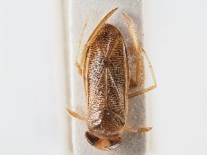  ( - BGE_ZSM_HET_0055)  @11 [ ] by-nc-sa (2024) SNSB, Staatliche Naturwissenschaftliche Sammlungen Bayerns ZSM (SNSB, Zoologische Staatssammlung Muenchen)