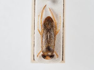  (Hesperocorixa parallela - BGE_ZSM_HET_0056)  @11 [ ] by-nc-sa (2024) SNSB, Staatliche Naturwissenschaftliche Sammlungen Bayerns ZSM (SNSB, Zoologische Staatssammlung Muenchen)