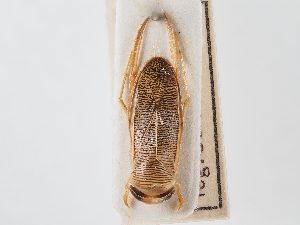  ( - BGE_ZSM_HET_0057)  @11 [ ] by-nc-sa (2024) SNSB, Staatliche Naturwissenschaftliche Sammlungen Bayerns ZSM (SNSB, Zoologische Staatssammlung Muenchen)