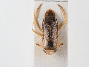  ( - BGE_ZSM_HET_0058)  @11 [ ] by-nc-sa (2024) SNSB, Staatliche Naturwissenschaftliche Sammlungen Bayerns ZSM (SNSB, Zoologische Staatssammlung Muenchen)