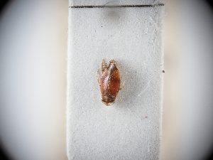  ( - BGE_ZSM_HET_0062)  @11 [ ] by-nc-sa (2024) SNSB, Staatliche Naturwissenschaftliche Sammlungen Bayerns ZSM (SNSB, Zoologische Staatssammlung Muenchen)