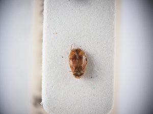  ( - BGE_ZSM_HET_0063)  @11 [ ] by-nc-sa (2024) SNSB, Staatliche Naturwissenschaftliche Sammlungen Bayerns ZSM (SNSB, Zoologische Staatssammlung Muenchen)