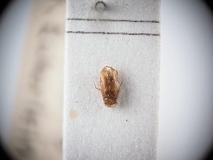  ( - BGE_ZSM_HET_0064)  @11 [ ] by-nc-sa (2024) SNSB, Staatliche Naturwissenschaftliche Sammlungen Bayerns ZSM (SNSB, Zoologische Staatssammlung Muenchen)