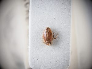  ( - BGE_ZSM_HET_0065)  @11 [ ] by-nc-sa (2024) SNSB, Staatliche Naturwissenschaftliche Sammlungen Bayerns ZSM (SNSB, Zoologische Staatssammlung Muenchen)