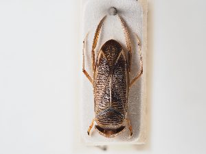  ( - BGE_ZSM_HET_0067)  @11 [ ] by-nc-sa (2024) SNSB, Staatliche Naturwissenschaftliche Sammlungen Bayerns ZSM (SNSB, Zoologische Staatssammlung Muenchen)