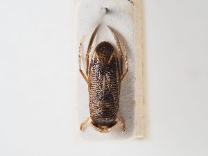  ( - BGE_ZSM_HET_0069)  @11 [ ] by-nc-sa (2024) SNSB, Staatliche Naturwissenschaftliche Sammlungen Bayerns ZSM (SNSB, Zoologische Staatssammlung Muenchen)
