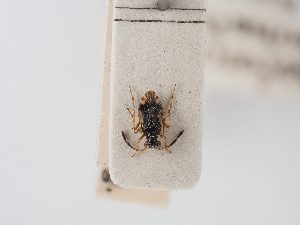  (Chartoscirta geminata - BGE_ZSM_HET_0073)  @11 [ ] by-nc-sa (2024) SNSB, Staatliche Naturwissenschaftliche Sammlungen Bayerns ZSM (SNSB, Zoologische Staatssammlung Muenchen)