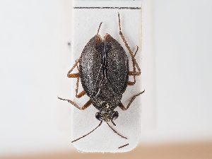  (Salda adriatica - BGE_ZSM_HET_0075)  @11 [ ] by-nc-sa (2024) SNSB, Staatliche Naturwissenschaftliche Sammlungen Bayerns ZSM (SNSB, Zoologische Staatssammlung Muenchen)